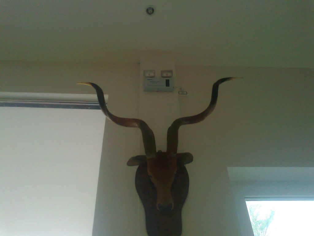 Sừng linh dương Kudu nghệ thuật